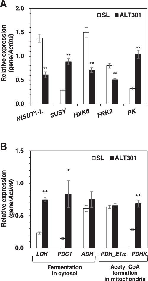 Expression of the genes related to glycolysis (A) and fermentation (B) in SL and ALT301 under normal growth condition. Real-time RT-PCR was performed in (A) with the genes encoding sucrose transporter (NtSUT1-L), the enzymes associated with the mobilization of sucrose into glycolysis (SUSY, HXK6 and FRK2), and an enzyme associated with ATP production in glycolysis (PK), and in (B) with the genes encoding the enzymes associated with three steps from pyruvate to Lac (LDH), ethanol (PDC1, ADH) and AcCoA (PDH_E1α, PDHK), respectively. The internal control was the Actin9 gene. Values are the mean ± SE (n = 5 from five independent experiments). Significant differences between SL and ALT301 are indicated with asterisks (*P = 0.05, **P = 0.01, Welch’s t-test).