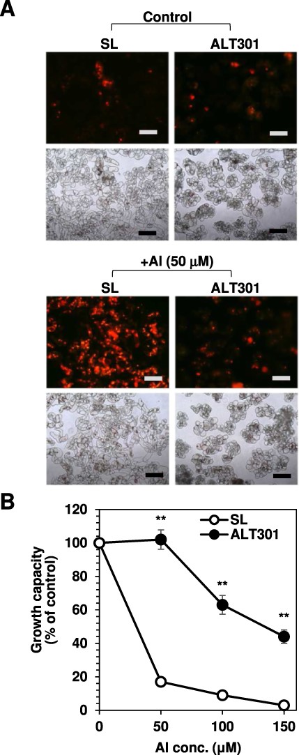 Comparison of ROS production (A) and growth capacity (B) between SL and ALT301 under Al-treatment condition. Cells were treated without (control) or with Al (+Al) for 18 h, and then ROS production and growth capacity were determined. In (A), fluorescence image of ROS production in cells (top) obtained by staining with dihydroethidium and bright image of cells (bottom) are indicated. All the fluorescence images were obtained under the same exposure time (1 sec). The experiments were repeated three times independently, and reproducible results were obtained. Here shows representative images. Bar indicates 200 μm. In (B), significant differences between SL and ALT301 are indicated with asterisks (**P < 0.01, Welch’s t-test). Values are the mean ± SE (n = 7 from seven independent experiments).