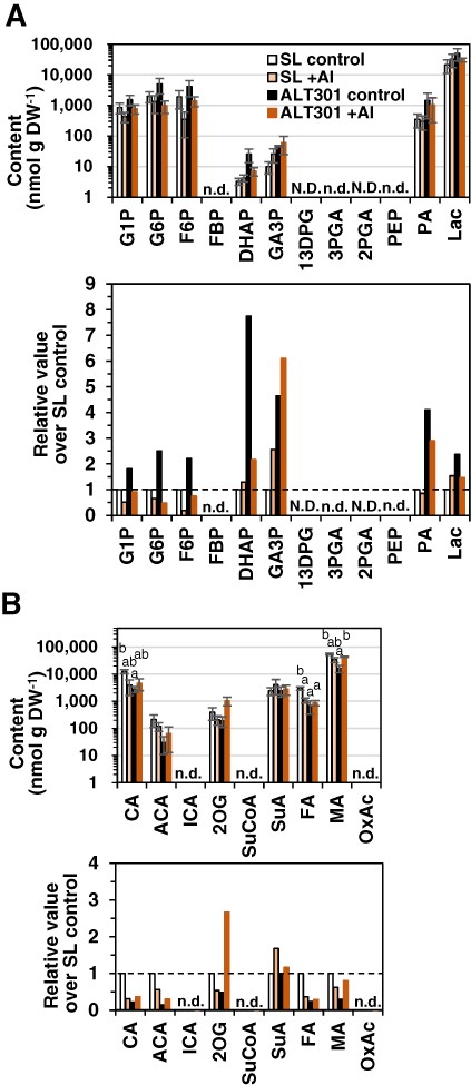 Comparison of contents of the metabolites associated with glycolysis (A) and the TCA cycle (B) between SL and ALT301 under Al-treatment condition. Cells were treated without (control) or with Al (+ Al, 50 μM) for 18 h. Values are the content (mean ± SE, n = 3 from three independent experiments) (top) and the ratio relative to SL control (bottom) in which broken line indicates the ratio value of one (values and the results of statistical analyses, see Supplementary Table S5). Statistically significant differences among four samples of each metabolite are indicated with different letters (P < 0.05, Tukey–Kramer test). N.D. means ‘not determined’ and n.d. means ‘not detected’.