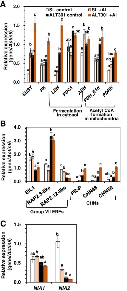 Expression of the genes related to glycolysis and fermentations (A), ethylene signaling (B) and the genes (NIA1, NIA2) encoding NR (C) in SL and ALT301 under Al-treatment condition. Cells were treated without (control) or with Al (+Al, 100 μM) for 18 h. Then, cells were harvested for expression analyses of the genes by real-time RT-PCR. Different letters in each gene analysis indicate statistically significant differences among four samples (P < 0.05, Tukey–Kramer test). Values are the mean ± SE (n = 4 from four independent experiments in A; n = 3 from three independent experiments in B; n = 3 from three independent experiments in C).