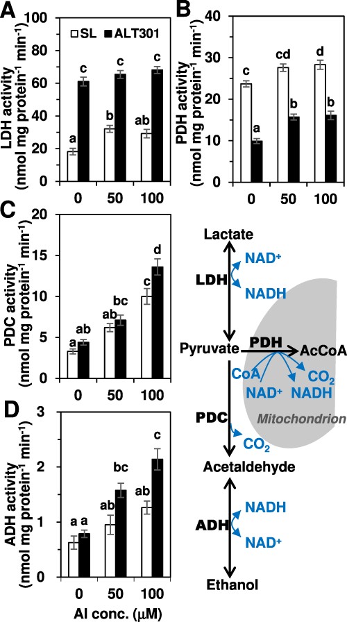 Comparison of enzyme activities of lactate dehydrogenase (LDH) (A), pyruvate dehydrogenase (PDH) (B), pyruvate decarboxylase (PDC) (C) and alcohol dehydrogenase (ADH) (D) between SL and ALT301 under Al-treatment condition. The four enzymes shown in the metabolic pathway at right were determined specific activities using cell-free extracts prepared from the cells treated with various concentrations of Al (0, 50 and 100 μM) for 24 h. Different letters in each figure indicate statistically significant differences among six samples (P < 0.05, Tukey–Kramer test). Values are the mean ± SE (n = 3 from three independent experiments).