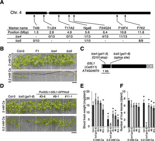 Identification of GSL 1 as the gene responsible for the lcs4 and lcs5 mutant phenotypes. (A) Map-based cloning of lcs4 and lcs5 using simple sequence length polymorphism markers. The positions of the simple sequence length polymorphism markers on chromosome 4 and the proportion of recombinant F2 plants associated with each locus are indicated. (B) Allelism test involving lcs4 and lcs5. Col-0, lcs4, lcs5 and lcs4 lcs5 F1 plants were grown for 20 d under the Ca conditions. Scale bar = 1 cm. (C) Schematic model of the GSL1 (CalS11; AT4G04970) gene, which is responsible for the lcs4 and lcs5 mutant phenotypes. The lcs4 and lcs5 mutations are shown. Filled boxes, gray boxes and thick bars indicate coding sequences, untranslated regions and introns, respectively. (D) Complementation test of lcs5. Col-0, lcs5 and GSL1-GFP/lcs5 lines were grown for 17 d under the Ca conditions. Scale bar = 1 cm. (E) Shoot fresh weights for the GSL1-GFP/lcs5 lines presented in (D). Data are expressed as means ± standard deviations. Asterisks indicate significant differences compared to lcs5 (gsl1-6; Dunnett test, P < 0.05; n = 4–5). (F) The number of true leaves in the GSL1-GFP/lcs5 lines presented in (D). Data are expressed as means ± standard deviations. Asterisks indicate significant differences compared to lcs5 (gsl1-6; Dunnett test, P < 0.05; n = 4–5).