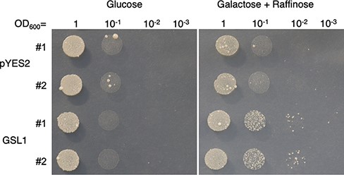 GSL1 complements a yeast β-1,3 glucan synthase mutant. Yeast complementation assay: the GSL1 gene was introduced into the temperature-sensitive yeast β-1,3 glucan synthase mutant fks1Δfks2 YOC1073, under the control of a galactose inducible promoter (Okada et al. 2010). pYES2 was the empty vector control. Two independent transformants (#1 and 2) are shown. Yeast cultures were diluted in series; 5 µl aliquots were spotted onto a Petri dish and incubated for 16 d at 37°C.