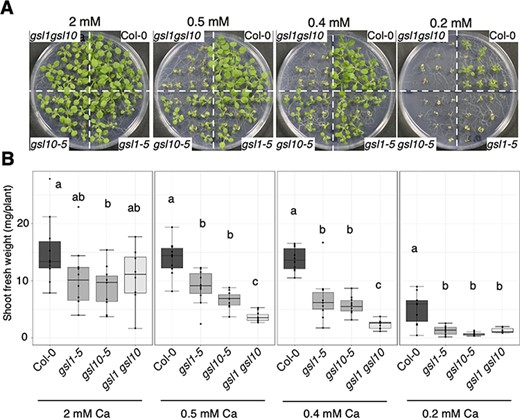 Low-Ca sensitivity of gsl1 gsl10 double mutant. (A) Shoot growth of gsl1 gsl10 double mutant. Plants were grown for 13 d under the Ca conditions. Scale bar = 1 cm. (B) Shoot fresh weights for the Col-0, gsl1-5, gsl10-5 and gsl1 gsl10 double mutant seedlings presented in (A). Different letters indicate significant differences under the Ca conditions (Tukey’s honestly significant difference test, P < 0.05; n = 7–10).