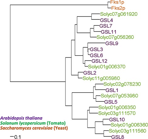 Phylogenetic tree of the β-1,3 glucan synthase family proteins in A. thaliana, S. lycopersicum and S. cerevisiae. The amino acid sequences of the β-1,3 glucan synthase protein family were compared among A. thaliana, S. lycopersicum and S. cerevisiae. Multiple sequence alignment was performed using the clustalW program based on the unweighted pair-group method with arithmetic mean.