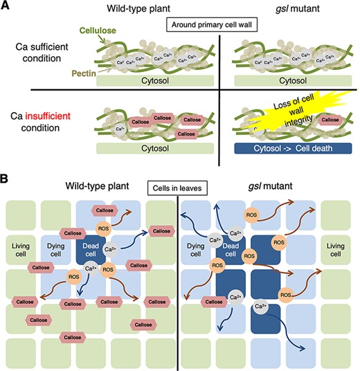 Two possible mechanisms how callose may prevent cell death under low-Ca conditions. (A) Possibility 1: Callose compensates for pectin–Ca. Callose accumulation may compensate for decreased cross-linking between pectin and Ca, thereby maintaining cell wall integrity and inhibiting cell death. (B) Possibility 2: Callose blocks cell death propagation. Callose deposition may inhibit the apoplastic and/or symplastic diffusion of signaling molecules that induce cell death, such as Ca2+ or reactive oxygen species.