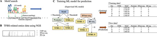 The procedure for TFBS prediction. (A) Candidate TFBSs can be obtained by motif searches using known PWMs. (B) Prior to the advent of NGS, known TFBSs were very limited, but methods such as ChIP-seq have made it possible to comprehensively examine regions involved in transcriptional regulation, including TFBSs. Novel PWMs can also be derived from ChIP-seq data. (C) Using the growing amount of TFBS-related data, it is possible to predict unknown TFBS by training with ML models. Some supervised ML models can calculate the importance of explanatory variables (e.g. results of motif searches or whether they are located on promoters) based on decision trees. Note that the data and models presented here are conceptual only. In practice, how to use the data and what models to apply are difficult issues. Training data for supervised ML models require labeled data (i.e. response variables); Rivière et al. (2022) used ChIP-seq data as labeled data for TFBS. How to integrate the increasing amount of TFBS-related omics data remains a significant future challenge.