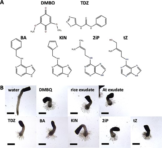 Prehaustorium-inducing activity of several HIFs including quinone-type, phenolic-type and CK-type HIFs. (A) The chemical structures of HIFs tested in this study. (B) Striga hermonthica prehaustoria induced by rice root exudate, A. thaliana (At) root exudate, DMBQ (10 μM), TDZ (200 nM), BA (500 nM), KIN (500 nM), 2iP (200 nM) and tZ (200 nM). Scale bars = 500 μm.