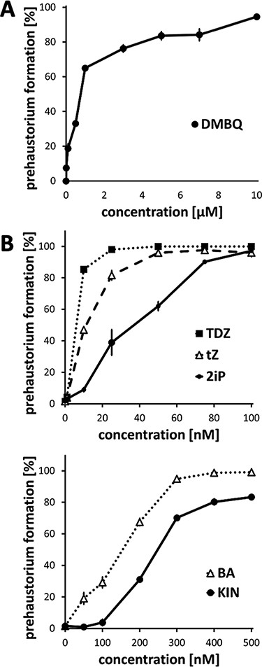 Concentration-dependent prehaustorium-inducing activity of HIFs.( A) Prehaustorium-inducing activity of DMBQ. (B) Prehaustorium-inducing activity of CKs (BA, KIN, tZ, TDZ and 2iP). Striga hermonthica seedlings were treated with HIFs for 24 h. Data represent the mean ± standard error (n = 3).