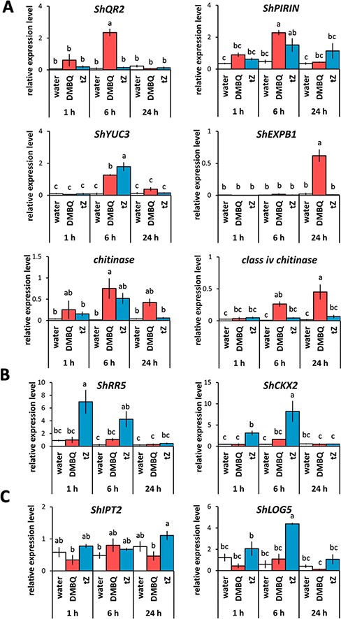 Expression of genes involved in prehaustorium formation, CK signaling and CK biosynthesis in response to several HIFs. (A) Expression of DMBQ marker genes (ShQR2, ShPIRIN, ShYUC3, ShEXPB1, chitinase and class iv chitinase). (B) Expression of genes involved in CK signaling (ShRR5 and ShCKX2). (C) Expression of genes involved in CK biosynthesis (ShLOG5 and ShIPT2). Striga hermonthica was treated with DMBQ (10 µM) or tZ (200 nM) for 24 h. Data represent the mean ± standard error (n = 3). Letters indicate the statistically significant differences (Tukey’s test, P < 0.05).