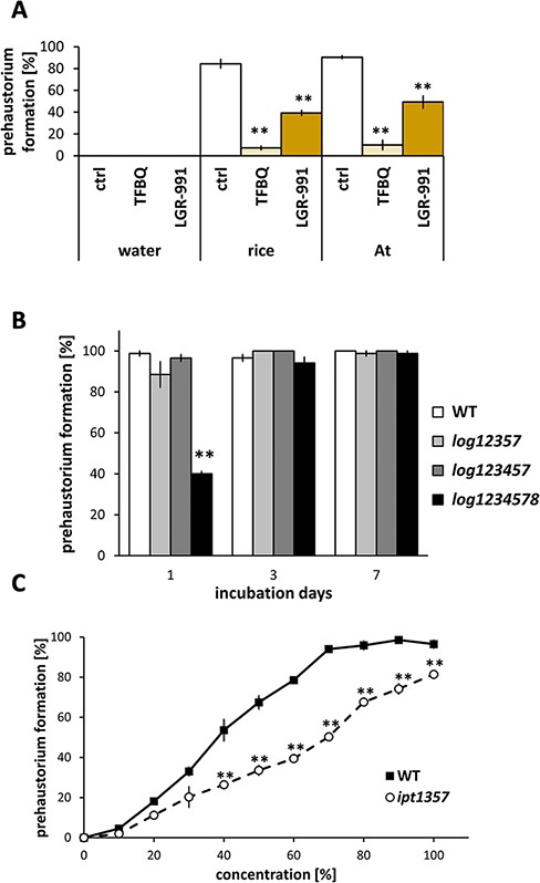 Prehaustorium-inducing activity of host plant exudates on S. hermonthica. (A) The effect of inhibitors on S. hermonthica prehaustorium induction by rice or A. thaliana (At) exudates. TFBQ (20 µM); LGR-991 (10 µM). Plant exudates were diluted to a 40% concentration with water. (B) Prehaustorium-inducing activities of root exudates from Arabidopsis log12357, log123457 and log1234578 mutants on S. hermonthica. Root exudates collected from A. thaliana after 1, 3 or 7 d. (C) Prehaustorium-inducing activities of root exudates from Arabidopsis ipt1357 mutant on S. hermonthica. Root exudates collected from A. thaliana after 7 d were diluted with water to the concentration indicated on the x-axis and tested for prehaustorium-inducing activity. The number of prehaustoria after a 24-h treatment was measured. Data represent the mean ± standard error (n = 3). Asterisks indicate statistically significant differences compared to the control (t-test, **: P < 0.01, *: 0.01 < P < 0.05).