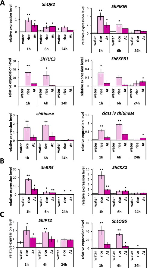 Expression analyses of genes involved in prehaustorium formation, CK signaling and CK biosynthesis in response to treatments with host root exudates. (A) Expression of DMBQ marker genes (ShQR2, ShPIRIN, ShYUC3, ShEXPB1, chitinase and class iv chitinase). (B) Expression of genes involved in CK signaling (ShRR5 and ShCKX2). (C) Expression of genes involved in CK biosynthesis (ShLOG5 and ShIPT2). Striga hermonthica was treated with rice or A. thaliana (At) exudates for 24 h. Data represent the mean ± standard error (n = 3). Asterisks indicate significant differences compared to the control (t-test, **: P < 0.01, *: 0.01 < P < 0.05).