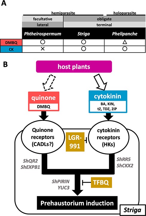 Classification and model of the HIF responses in Orobanchaceae. (A) The classification of Orobanchaceae parasitic plants and the prehaustorium-inducing activities of DMBQ and CK. (B) A model for the signaling pathways of prehaustorium induction in S. hermonthica in response to external quinone and CKs.