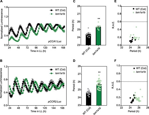 Mutations in the plant LSM1a/LSM1b genes affect the clock. The expression of the morning core-clock reporter pCCA1:LUC (A) and afternoon clock output reporter pCCR2:LUC (B) was measured for 7 d in LL after entrainment under LD conditions. WT (Col-0), WT Columbia ecotype (squares); lsm1ab mutant (circles). Bioluminescence was recorded every 2 h over the 7 d and analyzed by FFT-NLLS. (C, D) Period values and (E, F) relative amplitude error (R.A.E.) were plotted for each genotype. Error bars represent the mean with range. **P < 0.001 (Student’s t-test).