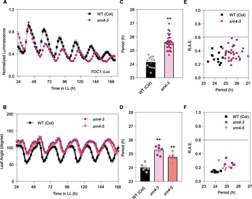 Mutations in the exoribonuclease 5ʹ-3ʹ XRN4 cause a delay in the clock period. (A) Expression of the night core-clock reporter pTOC1:LUC was measured for 7 d in LL after entrainment under LD conditions. WT (Col-0), WT Columbia ecotype (squares); xrn4-3 mutant (circles). (B) Circadian rhythm of leaf movement. Leaf angles were measured for the first pair of leaves in seedlings entrained under LD conditions, and plants were then transferred to LL. WT (Col-0) (squares). xrn4-3 mutant (circles, n = 6); xrn4-5 mutant (triangle). (C, D) The period length of bioluminescence and leaf movement rhythms was estimated by the fast Fourier transform nonlinear least squares (FFT-NLLS) test. (E, F) Relative amplitude error (R.A.E.) were plotted for each genotype. Error bars represent the mean with range. **P < 0.001 (Student’s t-test).
