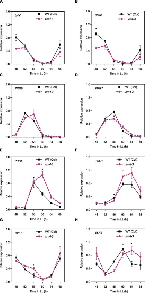 Mutations in the exoribonuclease 5ʹ-3ʹ XRN4 affect core-clock expression patterns. Gene expression of core-clock genes measured by RT-qPCR in plants entrained under 12-h light/12-h dark cycles, before being moved to LL for 3 d. WT (Col-0) (solid line, squares), xrn4-3 mutant (dashed line, circles). (A) LHY, (B) CCA1, (C) PRR9, (D) PRR7, (E) PRR5, (F) TOC1, (G) RVE8 and (H) ELF3. Data are the average of three biological replicates normalized to the maximum value. Error bars represent SEM. *P < 0.05 (Student’s t-test).