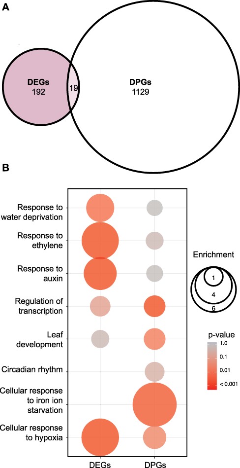 Global analysis of differentially regulated genes at the transcriptional and posttranscriptional level in the 5ʹ-3ʹ XRN, xrn4-3 mutant. (A) Overlap between DEGs and DPGs between WT (Col-0) and xrn4-3 (EF 1.5, P = 0.05). (B) EF and P-value of selected GOs among DEGs and DPGs. The color gradient represents adjusted P-values and the differences in bubble size correlate with the EF.