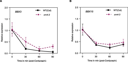 mRNA decay rates for the candidates BBX3 and BBX15 in xrn4-3. Analysis of mRNA decay with a cordycepin-induced transcription arrest assay. Plants were grown for 10 d in continuous light, and samples were taken every 30 min from 0 to 90 min. (A) BBX3 and (B) BBX15.