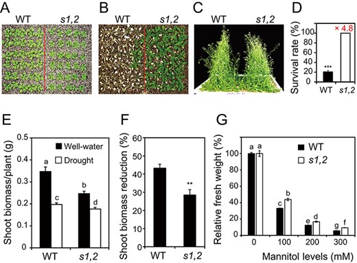 Loss-of-function of SMAX1 and SMXL2 enhances drought resistance. (A) Tray-grown 21-day-old seedlings of the WT and the smax1 smxl2 (s1,2) mutant before drought stress. (B) 21-Day-old WT and s1,2 plants grown under drought stress for 15 d and re-watered for 3 d. (C) 21-Day-old WT and s1,2 plants grown under well-watered conditions for another 18 d in parallel with the drought stress treatment. (D) Survival rates of plants were determined from four independent experiments (n = 4, 30 plants/genotype/experiment). Number above the column indicates the FC in the survival rate of the s1,2 vs. the WT seedlings. (E) Shoot dry weights of WT and s1,2 plants grown under well-watered and mild drought conditions. (F) Percentage of shoot biomass reduction for WT and s1,2 plants grown under mild drought stress (n = 12 plants/genotype/treatment). (G) Relative fresh weights of 5-day-old WT and s1,2 plants grown under different concentrations of mannitol stress for another 2 weeks (n = 12 plants/genotype/treatment). All data are means and SEs. Asterisks show significant differences between the s1,2 mutant and the WT (Student’s t-test; **P < 0.01 and ***P < 0.001). Different letters indicate significant differences (Duncan’s multiple range test; P < 0.05).
