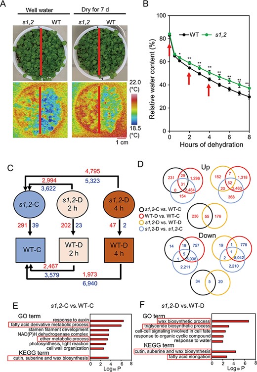 Leaf surface temperatures and comparative transcriptome analysis of the s1,2 mutant and WT plants under well-watered and dehydration conditions. (A) Leaf surface temperature of the 14-day-old s1,2 mutant and WT seedlings grown under well-watered and drought stress conditions. (B) Relative water content of rosette leaves from the 24-day-old s1,2 mutant and WT plants during the 8-h dehydration process (data are means and SEs, n = 5 plants/genotype). Asterisks show significant differences between the s1,2 mutant and the WT (Student’s t-test; *P < 0.05 and **P < 0.01). (C) Numbers of DEGs in different paired comparisons. Red and blue numbers indicate up- and downregulated genes, respectively. (D) Venn diagrams of overlapping and non-overlapping upregulated (red) and downregulated (blue) genes among the different comparisons. (E–F) Enriched terms in upregulated genes from the ‘s1,2-C vs. WT-C’ (E) and ‘s1,2-D vs. WT-D’ (F) comparisons. Enrichment analysis of GO biological process terms and KEGG pathways performed with Metascape. The x-axis shows the log10 cumulative hypergeometric P-values of the genes mapped by the GO or KEGG terms and indicates their abundance. The y-axis shows the enriched GO and KEGG terms. ‘s1,2-C vs. WT-C’, s1,2 well-watered control vs. WT well-watered control; ‘WT-D vs. WT-C’, WT dehydrated 2 h vs. WT well-watered control and/or WT dehydrated 4 h vs. WT well-watered control; ‘s1,2-D vs. s1,2-C’, s1,2 dehydrated 2 h vs. s1,2 well-watered control and/or s1,2 dehydrated 4 h vs. s1,2 well-watered control; ‘s1,2-D vs. WT-D’, s1,2 dehydrated 2 h vs. WT dehydrated 2 h and/or s1,2 dehydrated 4 h vs. WT dehydrated 4 h.