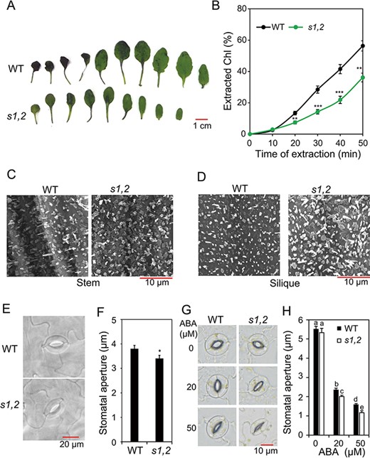 Cuticular permeability and stomatal aperture sizes of the s1,2 mutant and WT plants. (A) Cuticular permeability was detected by TB staining of rosette leaves from the 24-day-old s1,2 mutant and WT plants grown under well-watered conditions. (B) Chl leaching from the rosette leaves of the 24-day-old s1,2 mutant and WT plants grown under well-watered conditions (n = 5 plants/genotype). (C–D) Epicuticular wax crystal formation on stem (C) and silique (D) surfaces of the 28-day-old soil-grown plants examined by SEM. (E–F) Representative guard cells (E) and stomatal aperture sizes (F) from rosette leaves of the 24-day-old s1,2 mutant and WT plants grown under well-watered conditions (n = 5 plants/genotype; two leaves were selected from each plant and 12 stomata were measured on each leaf). (G–H) Representative guard cells (G) and stomatal aperture sizes (H) from rosette leaves of the 24-day-old s1,2 mutant and WT plants grown with different concentrations of ABA (n = 5 plants/genotype, two leaves were selected from each plant, and 15 stomata were measured on each leaf). All data are means and SEs. Asterisks show significant differences between the s1,2 mutant and the WT (Student’s t-test; *P < 0.05, **P < 0.01 and ***P < 0.001). Different letters indicate significant differences (Duncan’s multiple range test; P < 0.05).