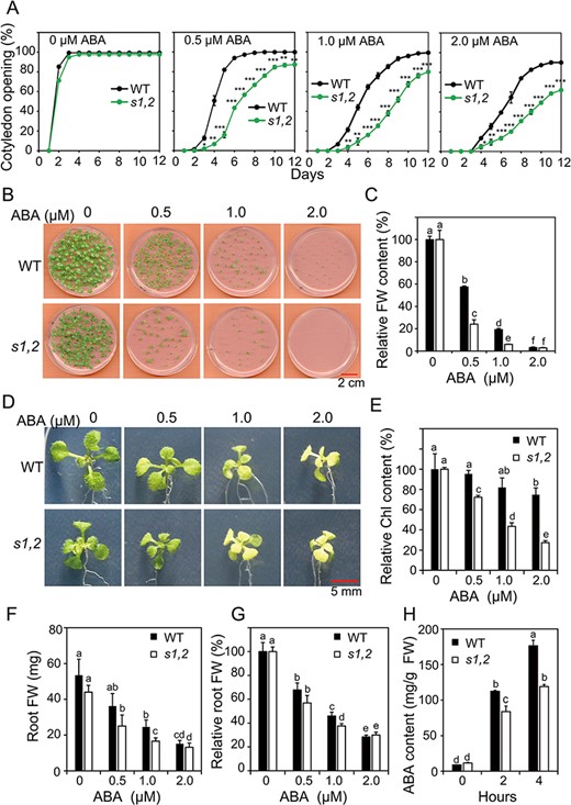 Responsiveness to ABA of the s1,2 mutant and WT plants in terms of cotyledon opening, seedling growth, chlorophyll (Chl) content and root growth and differences in ABA content between the genotypes. (A) Percentage of open cotyledons of the s1,2 mutant and WT seeds grown with different levels of ABA from 0 to 12 d (n = 3, 50 seeds/genotype/experiment). (B) Growth of the s1,2 mutant and WT seedlings in agar with different ABA levels for 12 d. (C) Relative FWs of the s1,2 mutant and WT seedlings grown in agar with different levels of ABA for 12 d (n = 5, 6 seedlings/genotype/treatment). (D-G) Representative pictures of rosette leaves (D), relative Chl levels (E), root FWs (F) and relative root FWs (G) from the 7-day-old s1,2 mutant and WT seedlings grown in agar with different levels of ABA for another 12 d (n = 8 plants/genotype) (H) ABA contents of rosette leaves from the 24-day-old soil-grown s1,2 mutant and WT plants during the dehydration process (n = 5 plants/genotype). All data are means and SEs. Asterisks show significant differences between the s1,2 mutant and the WT (Student’s t-test; *P < 0.05, **P < 0.01 and ***P < 0.001). Different letters indicate significant differences (Duncan’s multiple range test; P < 0.05).