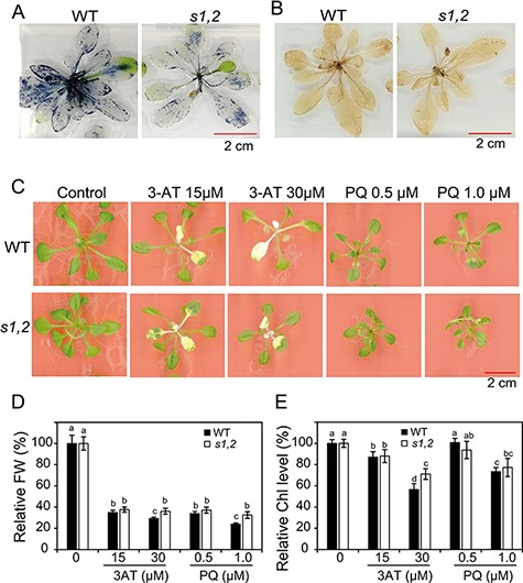The differential scavenging capacity of ROS between the s1,2 mutant and WT plants. (A) Histochemical analysis of O2• − accumulation by NBT staining of rosette leaves from the 28-day-old s1,2 mutant and WT plants. (B) Histochemical analysis of H2O2 accumulation by DAP staining of rosette leaves from the 28-d-old s1,2 mutant and WT plants. (C) Growth inhibition assays of the s1,2 mutant and WT plants using 3-AT and PQ. Representative pictures of 21-day-old plants are shown. (D–E) Relative fresh weights (D) and relative Chl levels (E) of the 21-day-old s1,2 mutant and WT plants grown on medium with different levels of 3-AT or PQ. All data are means and SEs (n = 12 plants/genotype). Different letters indicate significant differences (Duncan’s multiple range test; P < 0.05).