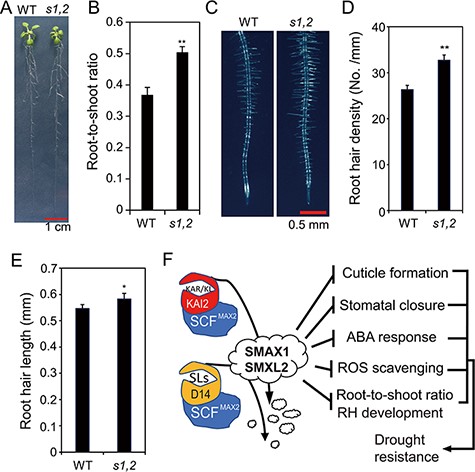 Morphological phenotypes of the s1,2 mutant and WT plants and a proposed mechanistic model of SMAX1 and SMXL2 functions during drought resistance. (A) Representative pictures of the 19-day-old s1,2 mutant and WT seedlings grown in agar. (B) Root-to-shoot ratios of the 19-day-old s1,2 mutant and WT seedlings grown in agar. (C) Representative pictures of 7-day-old root hairs (RHs) of the s1,2 mutant and WT plants grown in agar. (D–E) RH density (D) and RH length (E) of the 7-day-old s1,2 mutant and WT plants grown in agar. All data are means and SEs (n = 12 plants/genotype). Asterisks show significant differences between the s1,2 mutant and the WT (Student’s t-test; *P < 0.05 and **P < 0.01). (F) The proposed mechanistic model of SMAX1 and SMXL2 functions in KAR/KL- and SL-signaling pathways to regulate drought resistance. The binding of KAR/KL with the KAI2 receptor induces the recruitment of the SCFMAX2 E3 ubiquitin ligase complex, which targets SMAX1 and SMXL2 for degradation. Similarly, the binding of SLs with the D14 receptor induces the recruitment of the SCFMAX2 E3 ubiquitin ligase complex, which also targets SMAX1 and SMXL2 for degradation. SMAX1 and SMXL2 function as negative regulators of cuticle formation, stomatal closure, ABA responsiveness, ROS scavenging, root-to-shoot ratio and RH development. Thus, the degradation of SMAX1 and SMXL2 releases these processes, resulting in enhanced drought resistance. Arrows indicate promotion, and blunt bars indicate inhibition.