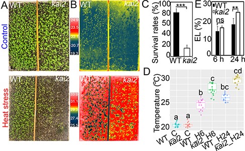 Phenotypes and survival rates of 10-day-old Arabidopsis kai2 mutant and WT plants grown for 5 d under continuous heat stress (40°C) and control (23°C) conditions. (A) Phenotypes of the investigated genotypes after 5-day exposure to control (upper panel) and heat stress (lower panel) conditions. (B) Thermography images of the two genotypes after 24-h exposure to control (upper panel) and heat stress (lower panel) conditions. (C) Survival rates (%) of the investigated genotypes after 5-day exposure to heat stress. Values represent means and SDs calculated from three independent replicates (n = 3, 45 plants per genotype per replicate). Asterisks indicate a significantly higher survival rate of WT compared with the kai2 mutant plants (***P < 0.001; Student’s t-test). (D) Leaf surface temperatures of the two genotypes under control (WT_C and kai2_C), and 6- and 24-h heat stress (WT_H6, kai2_H6, WT_H24 and kai2_H24, respectively) conditions as calculated from three replicates (n = 3, 15 plants per genotype per replicate). Different letters indicate significant differences between the kai2 and WT plants in response to heat stress at P < 0.05, using analysis of variance (ANOVA) with post hoc Tukey Honestly Significant Difference (HSD) test. (E) EL percentages of the kai2 and WT plants after 6- and 24-h heat stress treatments. Data represent the means and SDs calculated from three replicates (n = 3, 15 plants per genotype per replicate). Asterisks indicate significantly higher EL% of the kai2 mutant compared with WT plants (**P < 0.01; Student’s t-test). ns, nonsignificant.