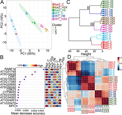 K-mean and hierarchical clustering of the interrelated effect of heat stress on the gene expression profiles of Arabidopsis WT and kai2 mutants. (A) K-mean clustering of normalized gene expression identified in the investigated WT and kai2 mutants grown under control (WT_C and kai2_C, respectively) and 6- and 24-h heat stress (WT_H6, WT_H24, kai2_H6 and kai2_H24, respectively) conditions. Principal components (PC1 and PC2) show the total variance based on differences in gene expression profiles of WT and kai2 mutants in responses to control and heat stress conditions. (B) Variable importance contributed to the dissemination of the investigated genotypes grown under control and heat stress conditions using random forest model. (C) Hierarchical clustering of the investigated genotypes grown under control and heat stress conditions using normalized gene expression. The height of the bar indicates the distance between the clusters. (D) Genotype–genotype correlations of the investigated genotypes grown under control and heat stress conditions using Pearson’s correlation coefficient. Color bar indicates positive (red) or weak/negative (blue) relationships. RAB GTPASE HOMOLOG E1E, RABE1e; CHLOROPHYLL A/B BINDING PROTEIN 1, CAB1; CYSTEINE-RICH RLK (RECEPTOR-LIKE PROTEIN KINASE) 21, CRK21; MITOCHONDRIAL PYRUVATE CARRIER, MPC.