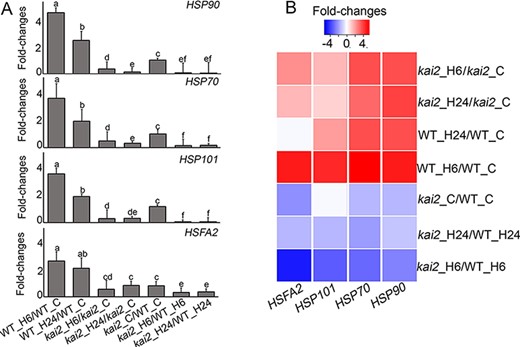 Fold changes in the expression of several HSP- and HSF-related genes as determined by RT-qPCR (A) and transcriptomics (B). Color bar indicates increased (red) and decreased (blue) expression levels (log2 fold changes). Significant letters indicate significant differences between the kai2 and WT plants in responses to control and heat stress conditions at P < 0.05, using ANOVA with post hoc Tukey HSD test.