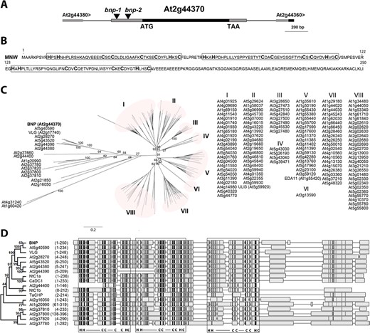 BNP codes for a DC1-domain-containing protein. (A) Schematic view of a region of Arabidopsis chromosome 2 (from 18,323,538 to 18,321,537 bp-TAIR10) showing BNP genomic location and bnp-1 and bnp-2 insertion sites. (B) BNP amino acid sequence with boxed DC1 domains. (C) Phylogenic tree of 140 DC1-domain-containing proteins in Arabidopsis. Bootstrap test results (1,000 replicates) of the major nodes are indicated. IDs of sequences grouped in clusters I–VIII are listed. (D) Alignment of BNP with its closest Arabidopsis homologs and CaDC1 (AEI52549), TaCHP (ACU80555), NtDC1a (BAF80452) and NtDC1b (BAF80453). Phylogenic tree with bootstrap test results (1,000 replicates) for the alignment of the complete 18 sequences is shown. Amino acid region represented for each sequence is indicated. DC1 domains are framed, and signature residues and binding loop regions are indicated (C = Cys, H = His, ― = loop). Higher intensity in gray scale denotes higher sequence similarity.