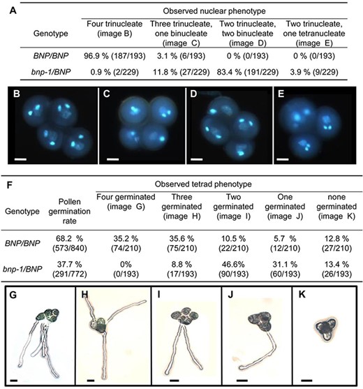 Pollen development and germination is impaired in bnp-1 mutants. (A) Quantification of phenotypes observed in BNP/BNP and bnp-1/BNP plants in the qrt1/qrt1 background. (B–E) Nuclear configuration types revealed by DAPI staining. Bars = 10 µm. (F) Quantification of PT germination in tetrads from BNP/BNP and bnp-1/BNP plants in the qrt1/qrt1 background. (G–K) PT germination in tetrads. Bars = 20 µm.