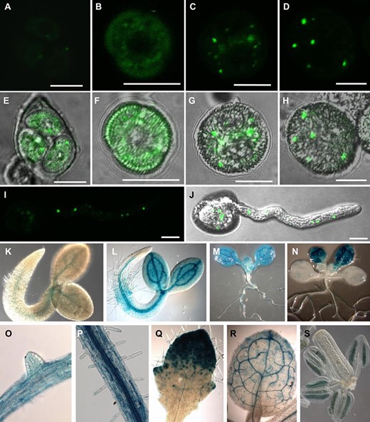 BNP is expressed in pollen and young sporophytic tissues. (A–D) Confocal images showing BNP–GFP through microgametogenesis. (E–H) Overlay between DIC and GFP fluorescence. (A and E) Microspore tetrad, (B and F) released microspore, (C and G) bicellular stage and (D and H) tricellular stage. (I) Image showing a projection along the z-axis of all planes showing GFP fluorescence. (J) Overlay of DIC and GFP fluorescence showing a germinating pollen grain. (K–S) GUS activity in Arabidopsis transgenic plants carrying the pBNP:GUS construct. (K) Seedling 24 h after imbibition, (L) 48 h after imbibition, (M) 6 d post-germination and (N) 12 d post-germination. (O) Root with lateral root primordium, (P) primary root with root hairs, (Q) third leaf 8 d after imbibition and (R) third leaf 14 d after imbibition. (S) GUS signal was detected inside anthers at floral developmental stage 10. Three independent transgenic lines were used for this study. Pictures are representative of the results obtained in all analyzed lines. Bars = 10 µm.