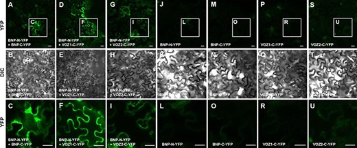 BNP interacts with itself, VOZ1 and VOZ2. BiFC analysis of the interaction of BNP with itself, VOZ1 and VOZ2 in N. benthamiana leaves. Representative confocal microscopy images, showing that BNP interacts with (A–C) itself, (D–F) VOZ1 and (G–I) VOZ2. Reconstituted YFP fluorescence or DIC images of N. benthamiana leaves are shown in epidermal cells co-infiltrated with A. tumefaciens harboring the indicated constructs. Control N. benthamiana leaves transfected with (J–L) BNP-N-YFP, (M–O) BNP-C-YFP, (P–R) VOZ1-C-YFP and (S–U) VOZ2-C-YFP do not show any BiFC signal. The last row (C, F, I, L, O, R and U) corresponds to the magnification of regions of interest (insets) indicated in the first row. Bars = 20 µm.