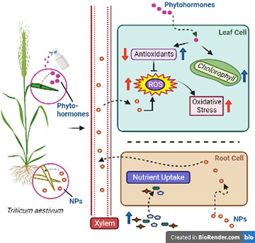 Proposed mechanism of NP-induced toxicity mitigation in plants (here, T. aestivum) by exogenously supplied phytohormones. Exposure of plants to toxic NPs through soil application and subsequent translocation through the plant tissues via xylem, leading to reduced growth. The mechanisms of toxicity include excess ROS generation and associated oxidative damage, along with downregulation of antioxidant activities. Foliar application of phytohormones improves plant growth by enhancing chlorophyll content, nutrient uptake and antioxidant activities, which in turn scavenge the NP-induced excess ROS and subsequently reduce oxidative stress in the plant. Figure created with BioRender.com.