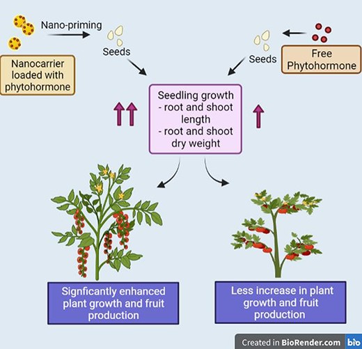 Comparative analysis of the impacts of free phytohormones and phytohormones loaded in nanoscale carriers on the growth and development of plants. Seed priming with a phytohormone-loaded nanocarrier leads to enhanced seedling growth compared with seeds treated with free phytohormone as measured by length and dry weights of roots and shoots. The overall growth of the plant is more significantly increased with the phytohormone-loaded nanocarriers, leading to a greater leaf area and fruit production. Figure drawn based on results explained by Pereira et al. (2019) and created with BioRender.com.