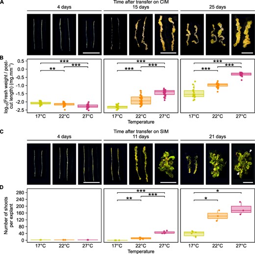 Hormone-induced regeneration efficiency increases at warmer temperatures. (A) Light microscopy images of WT hypocotyl explants incubated on CIM for 4, 15 or 25 days at 17°C, 22°C or 27°C. Scale bars = 5 mm. (B) Fresh weight of WT hypocotyl explants incubated on CIM for 4, 15 or 25 days at 17°C, 22°C or 27°C (n ≥ 17). Values were normalized to the post-cutting length of explants. *P value < 0.05. **P value < 0.01. ***P value < 0.001 (Student’s t-test). (C) Light microscopy images of WT hypocotyl explants incubated on CIM for 4 days and then on SIM for 4, 11 or 21 days at 17°C, 22°C or 27°C. White arrows indicate flower buds. Scale bars = 5 mm. (D) Number of shoots produced per WT hypocotyl explant after incubation on CIM for 4 days and then on SIM for 4, 11 or 21 days at 17°C, 22°C or 27°C (n ≥ 3). *P value < 0.05. **P value < 0.01. ***P value < 0.001 (Student’s t-test).