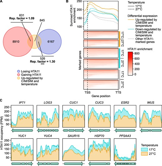 Differential regulation of gene expression at 27°C correlates with changes in H2A.Z enrichment. (A) Venn diagram representation of the overlap between thermo- and CIM/SIM-induced genes and genes with temperature-dependent HTA11 enrichment. Thermo- and CIM/SIM-induced genes include CIM- and/or SIM-induced genes that are up-regulated at 27°C compared to 17°C on either medium. Genes with temperature-dependent HTA11 enrichment include those that lose or gain HTA11 within the chromatin spanning their coding region plus 2 upstream nucleosomes (294 bp) in plants transferred to 27°C compared to plants maintained at 17°C. The enrichment (representation factor, hypergeometric test) of thermo- and CIM/SIM-induced genes among genes with temperature-dependent HTA11 enrichment is indicated. **P value < 0.01. ***P value < 0.001. (B) Heat map representation of the normalized ChIP-seq read density distribution for HTA11 within the chromatin spanning the coding region plus 2 upstream nucleosomes (294 bp) of all HTA11-marked genes in plants transferred to 27°C or plants maintained at 17°C. The position of the transcription start site (TSS) and transcription termination site (TTS) is marked. Line graphs show the summed HTA11 enrichment for HTA11-marked genes that are thermo-induced and up-regulated on CIM/SIM, HTA11-marked genes that are thermo-repressed and down-regulated on CIM/SIM and all other HTA11-marked genes. For the sake of clarity, only a subset of randomly chosen other HTA11-marked genes is shown in the heat maps, but the whole group is taken into account in the line graphs. (C) Line plots showing the HTA11 occupancy across the coding region of IPT1, LOG3, CUC1, CUC3, ESR2, WUS, YUC1, YUC4 and SAUR15. Data are shown for 240 min at 17°C or after transfer to 27°C. HSP70 is shown as a reference temperature-induced gene (Kumar and Wigge 2010) and PP2AA3 as a reference non-induced gene (Czechowski et al. 2005).