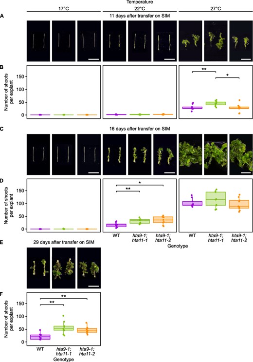 The enhancement of shoot regeneration in h2a.z mutants is stronger at cooler temperatures than at warmer temperatures. (A) Light microscopy images of WT, hta9-1;hta11-1 and hta9-1;hta11-2 hypocotyl explants incubated on CIM for 4 days and then on SIM for 11 days at 17°C, 22°C or 27°C. Scale bars = 10 mm. (B) Number of shoots produced per WT, hta9-1;hta11-1 and hta9-1;hta11-2 hypocotyl explant after incubation on CIM for 4 days and then on SIM for 11 days at 17°C, 22°C or 27°C (n ≥ 8). *P value < 0.05. **P value < 0.01 (Student’s t-test). (C) Light microscopy images of WT, hta9-1;hta11-1 and hta9-1;hta11-2 hypocotyl explants incubated on CIM for 4 days and then on SIM for 16 days at 17°C, 22°C or 27°C. Scale bars = 10 mm. (D) Number of shoots produced per WT, hta9-1;hta11-1 and hta9-1;hta11-2 hypocotyl explant after incubation on CIM for 4 days and then on SIM for 16 days at 17°C, 22°C or 27°C (n = 9). *P value < 0.05. **P value < 0.01 (Student’s t-test). (E) Light microscopy images of WT, hta9-1;hta11-1 and hta9-1;hta11-2 hypocotyl explants incubated on CIM for 4 days and then on SIM for 29 days at 17°C. Scale bars = 10 mm. (F) Number of shoots produced per WT, hta9-1;hta11-1 and hta9-1;hta11-2 hypocotyl explant after incubation on CIM for 4 days and then on SIM for 29 days at 17°C (n = 9). **P value < 0.01 (Student’s t-test).