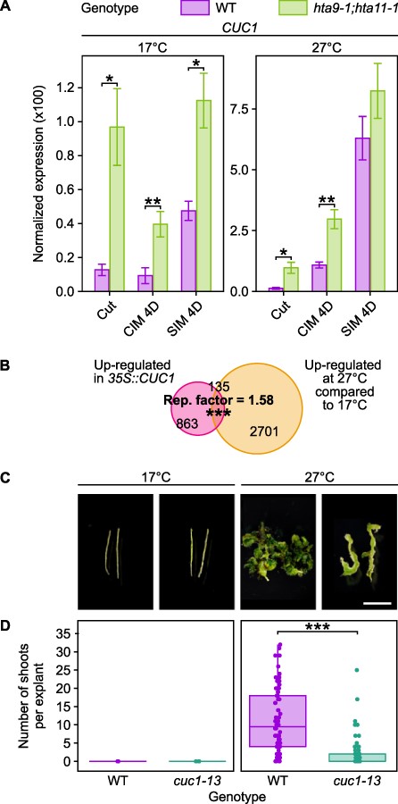 A mutation in CUC1 impairs the enhancement of regeneration by warm temperature. (A) RT-qPCR analysis showing the expression of CUC1 in WT and hta9-1;hta11-1 hypocotyl explants incubated on CIM for 4 days then on SIM for 4 days at 17°C or 27°C. Gene expression levels were normalized to PP2AA3 expression. Error bars show the standard deviation between three biological replicates. *P value < 0.05. **P value < 0.01 (Student’s t-test, n = 3). (B) Venn diagram representation of the overlaps between thermo-induced genes and CUC1-induced genes. Thermo-induced genes include those up-regulated at 27°C compared to 17°C on either CIM or SIM. CUC1-induced genes include those up-regulated in 5-day-old cotyledons from 35S::CUC1 overexpressors compared to the WT (Landsberg erecta; data from Takeda et al. (2011)). The enrichment (representation factor, hypergeometric test) between thermo-induced genes and CUC1-induced genes is indicated. ***P value < 0.001. (C) Light microscopy images of WT and cuc1-13 hypocotyl explants incubated on CIM for 4 days and then on SIM for 11 days, at either 17°C or 27°C. Scale bars = 5 mm. (D) Number of shoots produced per WT and cuc1-13 hypocotyl explant after incubation on CIM for 4 days and then on SIM for 11 days at 17°C or 27°C (n ≥ 15). ***P value < 0.001 (Student’s t-test).