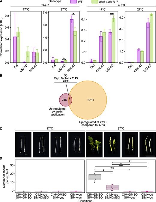 Increased YUC4 expression is partially responsible for enhanced hormone-induced regeneration at warmer temperatures. (A) RT-qPCR analysis showing the expression of YUC1 and YUC4 in WT and hta9-1;hta11-1 hypocotyl explants incubated on CIM for 4 days then on SIM for 4 days at 17°C or 27°C. Gene expression levels were normalized to PP2AA3 expression. Error bars show the standard deviation between three biological replicates. *P value < 0.05. **P value < 0.01 (Student’s t-test, n = 3). (B) Venn diagram representation of the overlaps between thermo-induced genes and auxin-induced genes. Thermo-induced genes include those up-regulated at 27°C compared to 17°C on either CIM or SIM. Auxin-induced genes include those up-regulated in 15-day-old rosettes from seedlings incubated for 3 days on regular medium supplemented with 4.5 µM auxin (NAA; data from Zia et al. (2019)). The enrichment (representation factor, hypergeometric test) between thermo-induced genes and auxin-induced genes is indicated. ***P value < 0.001. (C) Light microscopy images of WT hypocotyl explants incubated at 17°C or 27°C for 4 days on CIM and then for 11 days on SIM. CIM and SIM were supplemented with DMSO or 10 µM yucasin (yuc). Scale bars = 5 mm. (D) Number of shoots produced per WT hypocotyl explant after incubation at either 17°C or 27°C for 4 days on CIM and then for 11 days on SIM. CIM and SIM were supplemented with DMSO or 10 µM yucasin (yuc; n ≥ 6). *P value < 0.05. **P value < 0.01 (Student’s t-test).