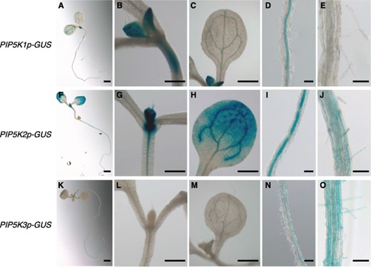 Cell type-specific pattern of promoter activity for each PIP5K1–3 subgroup gene. Promoter activities of the PIP5K1, PIP5K2, and PIP5K3 genes were histochemically analyzed using transgenic seedlings harboring the reporter genes PIP5K1p-GUS (A–E), PIP5K2p-GUS (F–J), and PIP5K3p-GUS (K–O), respectively. GUS expression patterns are shown in whole seedlings (A, F, K), shoot apices (B, G, L), cotyledons (C, H, M), and mature regions of main roots (D, I, N) at 5 d after germination, and cell differentiation regions of main roots (E, J, O) at 7 d after germination. Bars, 1 mm (A, F, K); 0.2 mm (B–E, G–J, L–O).