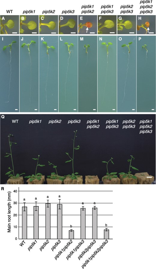 Plant growth phenotypes in single and multiple mutants of the PIP5K1–3 subgroup genes. (A–Q) Cotyledons (A–H) and whole seedlings (I–P) at 10 d after germination and mature plants (Q) at 5 weeks after germination are shown for the wild type (WT), pip5k1, pip5k2, pip5k3, pip5k1pip5k2, pip5k1pip5k3, pip5k2pip5k3, and pip5k1pip5k2pip5k3. Arrows in (E, H) indicate cotyledons accumulating anthocyanin. (R) Primary root lengths (mean ± standard deviation; n = 10) at 10 d after germination are shown for the seedlings presented in (I–P). Different letters indicate statistically significant differences (P < 0.05, ANOVA and Tukey’s test). Bars, 1 mm (A–P); 1 cm (Q).