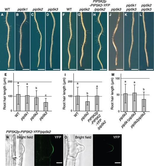 Root hair phenotypes in single and multiple mutants of the PIP5K1–3 subgroup genes. (A–D, F–H, J–L) Primary roots at 5 d after germination are shown for the wild type (WT), pip5k1, pip5k2 and pip5k3 (A–D), for the wild type, pip5k2, and a line harboring the transgene PIP5K2p-PIP5K2-YFP in the pip5k2 background (F–H), and for pip5k3, pip5k1pip5k3 and pip5k2pip5k3 (J–L). (E, I, M) Root hair lengths (mean ± standard deviation; n = 100) at 5 d after germination for the lines presented in (A–D), (F–H), and (J–L) are shown in (E), (J), and (M), respectively. Different letters indicate statistically significant differences (P < 0.05, ANOVA and Tukey’s test). (N, O) Subcellular localization of PIP5K2-YFP was observed in root hair cells harboring PIP5K2p-PIP5K2-YFP in the pip5k2 background at the bulge (N) and root hair elongation stages (O). Bright-field and YFP (green) images are shown. Bars, 1 mm (A–D, F–H, J–L); 10 μm (N, O).