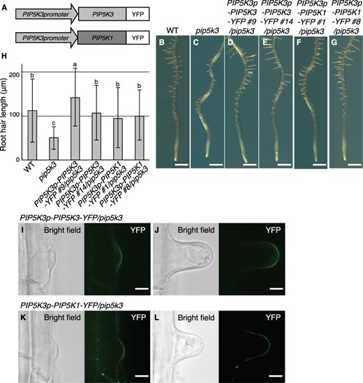 Rescue of the short-root-hair phenotype in pip5k3 by PIP5K3p-PIP5K1-YFP. (A) Structures of the transgene PIP5K3p-PIP5K3-YFP and the promoter-swapped transgene PIP5K3p-PIP5K1-YFP are schematically illustrated. (B–G) Primary roots at 5 d after germination are shown for the wild type (WT), pip5k3, and the transformation lines harboring PIP5K3p-PIP5K3-YFP (lines #9 and #14) or PIP5K3p-PIP5K1-YFP (lines #1 and #8) in the pip5k3 background. (H) Root hair lengths (mean ± standard deviation; n = 100) at 5 d after germination for the lines presented in (B–G) are shown. Different letters indicate statistically significant differences (P < 0.05, ANOVA and Tukey’s test). (I–L) Subcellular localization of PIP5K3-YFP (I, J) and PIP5K1-YFP (K, L) was observed in root hair cells harboring PIP5K3p-PIP5K3-YFP and PIP5K3p-PIP5K1-YFP, respectively, in the pip5k3 background at the bulge (I, K) and root hair elongation stages (J, L). Bright-field and YFP (green) images are shown. Bars, 1 mm (B–G); 10 μm (I–L).