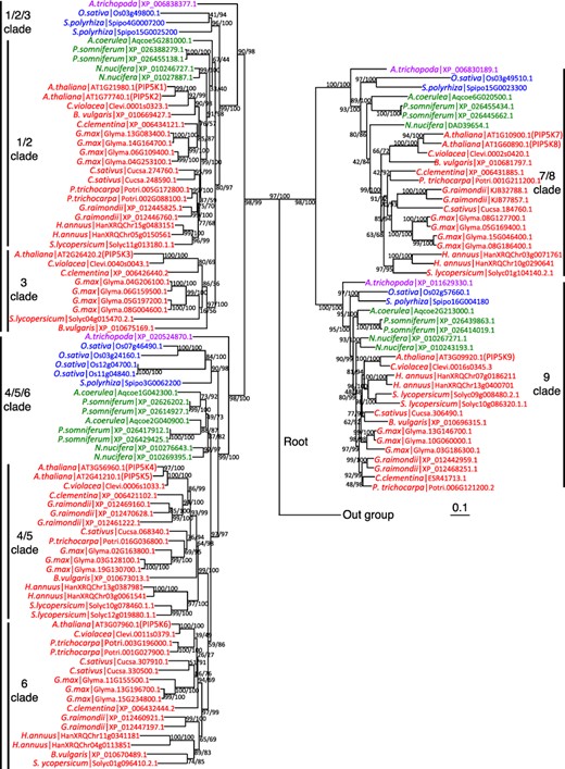 Phylogenetic tree of angiosperm type B PIP5Ks. A phylogenetic tree of type B PIP5Ks was drawn using amino-acid sequences of A. trichopoda for basal angiosperm (purple), O. sativa and S. polyrhiza for monocots (blue), A. coerulea, N. nucifera and P. somniferum for basal eudicots (green), and A. thaliana, C. violacea, G. raimondii, C. clementina, P. trichocarpa, C. sativus, G. max, B. vulgaris, H. annuus and S. lycopersicum for core eudicots (red) (for details, see Materials and Methods). Values at branches are SH-aLRT and UFBoot statistics (%) computed out of 1000 bootstrap replicates. The branch leading to the outgroup (Mamiellophyceae; B. prasinos, O. tauri and C. reinhardtii) has been cut off for representation purpose. Vertical bars indicate clades conserved in angiosperms (1/2/3, 4/5/6, 7/8 and 9) and subclades in the 1/2/3 clade (1/2 and 3) and the 4/5/6 clade (4/5 and 6). The scale bar indicates the number of substitutions per site.