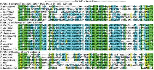 Sequence alignment of angiosperm PIP5K1–3 subgroup proteins. Amino-acid sequences of angiosperm PIP5K1–3 subgroup proteins were aligned using MAFFT L-INS-i with the BLOSUM62 scoring matrix, a gap opening penalty of 1.5, and an offset value of 0.14. The variable insertion region of the catalytic domain is shown for representative PIP5Ks: one PIP5K1/2/3 ortholog for each species other than core eudicots (A.trichopoda|XP_006838377.1, O.sativa|Os03g49800.1, S.polyrhiza|Spipo15 G0025200, A.coerulea|Aqucoe5G281000.1, P.somniferum|XP_026455138.1, N.nucifera|XP_010246727.1), one PIP5K1/2 ortholog for each core eudicot species (A.thaliana|AT1G21980.1(PIP5K1), C.violacea|Clevi.0001s0323.1, G.raimondii|XP_012445825.1, C.clementina|XP_006434121.1, P.trichocarpa|Potri.005G172800.1, C.sativus|Cucsa.248590.1, G.max|Glyma.06g109400.1, B.vulgaris|XP_010669427.1, H.annus|HanXRQChr15g0483151, S.lycopersicum|Solyc11g013180.1.1), and one PIP5K3 ortholog for each core eudicot species encoding this protein (A.thaliana|AT2G26420.2(PIP5K3), C.violacea|Clevi.0040s0043.1, C.clementina|XP_006426440.2, G.max|Glyma.08G004600.1, B.vulgaris|XP_010675169.1, and S.lycopersicum|Solyc04g015470.2.1). Amino acids conserved in more than half of the core eudicot PIP5K1/2 orthologs, those conserved in more than half of the core eudicot PIP5K3 orthologs, and those conserved in both are shaded in blue, yellow, and green, respectively. Reversed numeric characters in the amino-acid sequences indicate the number of inserted amino acids at each corresponding position. The position of the variable insertion region is indicated above the sequences.