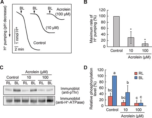RCS inhibit BL-dependent H+-ATPase activation.