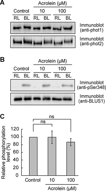 Effect of RCS on BL-dependent phosphorylation of phototropins and BLUS1.